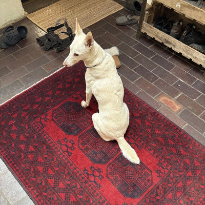 White dog sitting on a red afghan aqcha rug in an indoor setting
