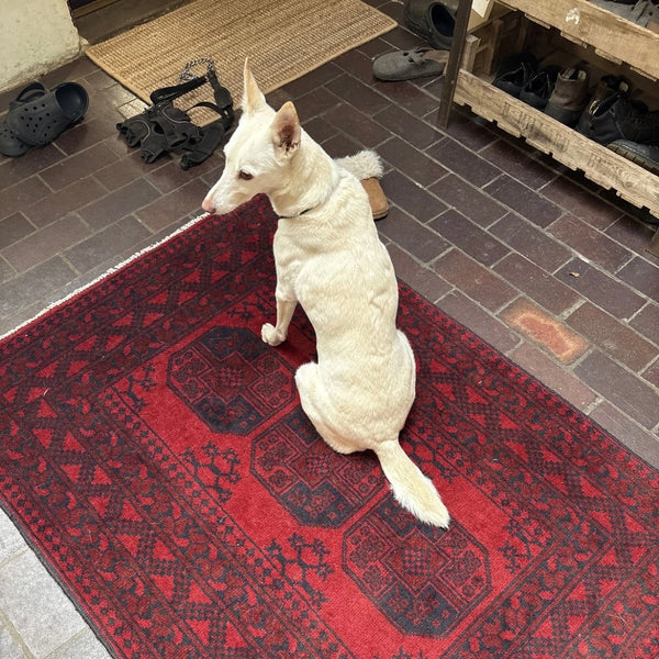 White dog sitting on a red afghan aqcha rug in an indoor setting